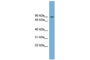 Western Blot showing MAPK7 antibody used at a concentration of 1-2 ug/ml to detect its target protein.