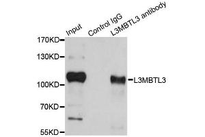 Immunoprecipitation analysis of 200ug extracts of HeLa cells using 1ug L3MBTL3 antibody.