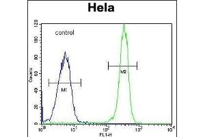 COL4A2 Antibody (N-term) (ABIN655401 and ABIN2844947) flow cytometric analysis of Hela cells (right histogram) compared to a negative control cell (left histogram).