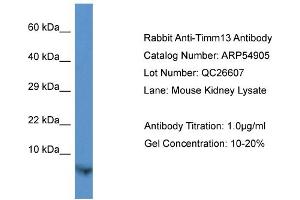 Western Blotting (WB) image for anti-Translocase of Inner Mitochondrial Membrane 13 Homolog (TIMM13) (N-Term) antibody (ABIN785713) (TIMM13 anticorps  (N-Term))