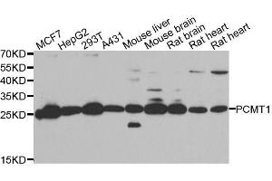 Western blot analysis of extracts of various cell lines, using PCMT1 antibody. (PCMT1 anticorps  (AA 62-286))