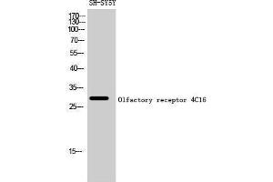 Western Blotting (WB) image for anti-Olfactory Receptor, Family 4, Subfamily C, Member 16 (OR4C16) (C-Term) antibody (ABIN3186090) (OR4C16 anticorps  (C-Term))