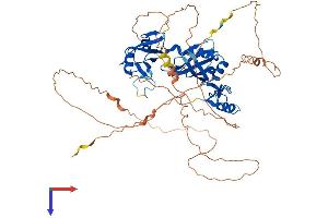 AlphaFold protein structure predicition of Human Recombinant CPEB2 Protein, UniprotID Q7Z5Q1