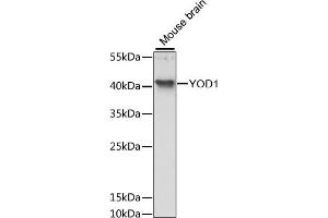 Western blot analysis of extracts of mouse brain, using YOD1 antibody (ABIN6133391, ABIN6150335, ABIN6150336 and ABIN6217204) at 1:3000 dilution. (YOD1 anticorps  (AA 1-348))