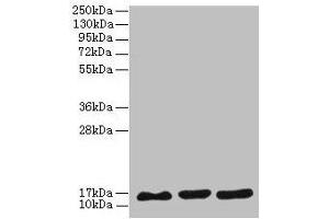Western blot All lanes: SYNJ2BP antibody at 3 μg/mL Lane 1: MCF-7 whole cell lysate Lane 2: U251 whole cell lysate Lane 3: Caco-2 whole cell lysate Secondary Goat polyclonal to rabbit IgG at 1/10000 dilution Predicted band size: 16 kDa Observed band size: 16 kDa