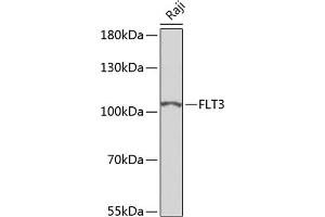 Western blot analysis of extracts of Raji cells, using FLT3 antibody (ABIN6131275, ABIN6140693, ABIN6140696 and ABIN6223885) at 1:500 dilution. (FLT3 anticorps)
