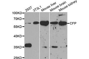 Western blot analysis of extracts of various cell lines, using CFP antibody (ABIN5973127) at 1/1000 dilution. (CFP anticorps)
