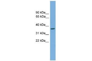 WB Suggested Anti-Gtf2h3 Antibody Titration: 0.