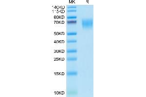 Mouse CD155 on Tris-Bis PAGE under reduced condition. (Poliovirus Receptor Protein (PVR) (AA 29-348) (His tag))