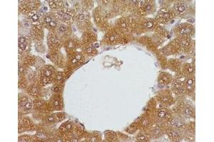Mouse liver tissue was stained by anti-FXR (446-476) (Human, Mouse, Rat) Serum at 1:200 (NR1H4 anticorps  (AA 446-476))