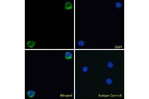 Immunofluorescence staining of fixed human peripheral blood monocytes (PBMs) with anti-Integrin beta-7 antibody FIB504. (Recombinant Integrin beta 7 anticorps)