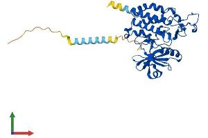 AlphaFold protein structure predicition of Mouse Recombinant Pomk Protein, UniprotID Q3TUA9