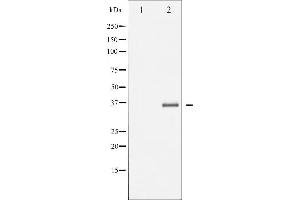 Western blot analysis of EFNB1/2 phosphorylation expression in TNF-a treated 293 whole cell lysates,The lane on the left is treated with the antigen-specific peptide. (Ephrin B2 anticorps  (pTyr330))