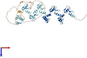 AlphaFold protein structure predicition of Human Recombinant ZNF182 Protein, UniprotID P17025