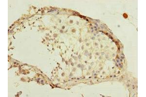 Immunohistochemistry of paraffin-embedded human testis tissue using ABIN7165787 at dilution of 1:100 (Mago Nashi Homolog 2 anticorps  (AA 2-148))