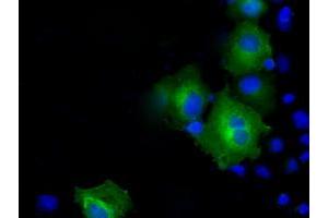 Anti-PSMC3 mouse monoclonal antibody (ABIN2453531) immunofluorescent staining of COS7 cells transiently transfected by pCMV6-ENTRY PSMC3 (RC201790). (PSMC3 anticorps)