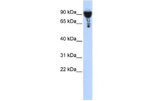 Western Blotting (WB) image for anti-Exocyst Complex Component 3 (EXOC3) antibody (ABIN2459523) (EXOC3 anticorps)
