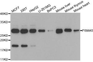 Western blot analysis of extracts of various cell lines, using PSMA5 antibody. (PSMA5 anticorps)