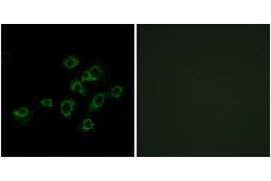 Immunofluorescence analysis of A549 cells, using LILRA1 Antibody. (LILRA1 anticorps  (AA 53-102))