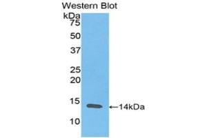 Western Blotting (WB) image for anti-Resistin (RETN) (AA 17-108) antibody (ABIN3201518) (Resistin anticorps  (AA 17-108))