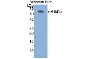 Western Blotting (WB) image for anti-Fibrillin 1 (FBN1) (AA 449-711) antibody (ABIN1858830) (Fibrillin 1 anticorps  (AA 449-711))