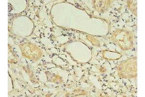Immunohistochemistry of paraffin-embedded human kidney tissue using ABIN7165754 at dilution of 1:100