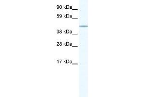 WB Suggested Anti-FOXD1 Antibody Titration:  1. (FOXD1 anticorps  (N-Term))