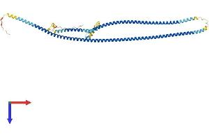 AlphaFold protein structure predicition of Human Recombinant CCDC65 Protein, UniprotID Q8IXS2