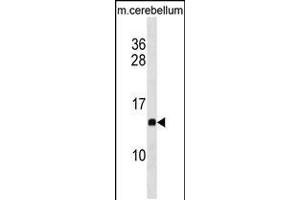 Western blot analysis in mouse cerebellum tissue lysates (35ug/lane). (PFDN2 anticorps  (C-Term))