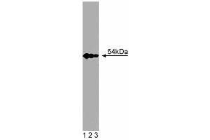 Western blot analysis of SRP54 on Jurkat cell lysate. (SRP54 anticorps  (AA 262-476))