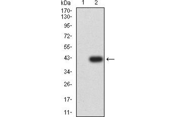 FIP200 anticorps  (AA 148-244)
