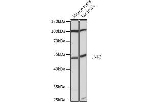 Western blot analysis of extracts of various cell lines, using JNK3 antibody (ABIN7268612) at 1:1000 dilution. (MAPK10 anticorps)