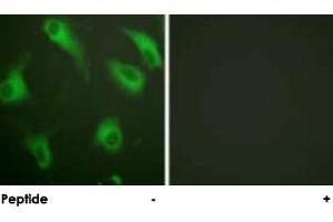 Immunofluorescence analysis of HeLa cells, using C5AR1 polyclonal antibody .