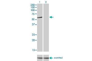 Western blot analysis of CLK3 over-expressed 293 cell line, cotransfected with CLK3 Validated Chimera RNAi (Lane 2) or non-transfected control (Lane 1).