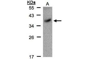 Image no. 1 for anti-POU Class 5 Homeobox 1 (POU5F1) (AA 101-295) antibody (ABIN467420) (OCT4 anticorps  (AA 101-295))