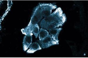 Immunofluorescence staining of HS 766T cells (Human pancreatic carcinoma, ATCC HTB-134). (FKBP1A anticorps  (AA 1-108))