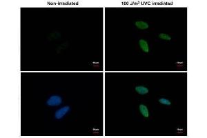 ICC/IF Image Chk1 (phospho Ser345) antibody [C1C2], Internal detects Chk1 (phospho Ser345) protein at nucleus by immunofluorescent analysis. (CHEK1 anticorps  (pSer345))