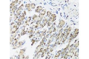 Immunohistochemistry of paraffin-embedded Mouse stomach using TIMM10B Polyclonal Antibody at dilution of 1:100 (40x lens). (TIMM10B anticorps)