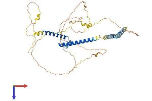 AlphaFold protein structure predicition of Human Recombinant BHLHE40 Protein, UniprotID O14503