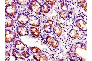 Immunohistochemistry of paraffin-embedded human small intestine tissue using ABIN7149308 at dilution of 1:100 (Aconitase 1 anticorps  (AA 508-745))