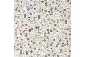 Immunohistochemistry of paraffin-embedded Mouse liver using NASP antibody at dilution of 1:100 (x400 lens). (NASP anticorps)