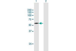 Western Blot analysis of COL25A1 expression in transfected 293T cell line by COL25A1 MaxPab polyclonal antibody. (COL25A1 anticorps  (AA 1-496))