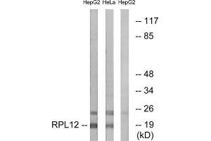 Western Blotting (WB) image for anti-Ribosomal Protein L12 (RPL12) (Internal Region) antibody (ABIN1850610) (RPL12 anticorps  (Internal Region))