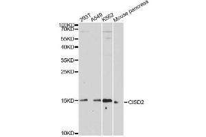 Western blot analysis of extracts of various cell lines, using CISD2 antibody. (CISD2 anticorps  (AA 61-135))