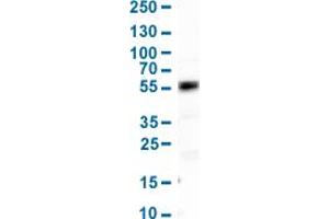 Western Blot analysis of human cell line HepG2. (HNF4A anticorps  (AA 369-473))