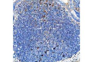 IHC analysis of GILT/IFI30 using anti-GILT/IFI30 antibody (ABIN7602781).