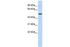 TRIM55 antibody used at 1 ug/ml to detect target protein. (TRIM55 anticorps  (N-Term))