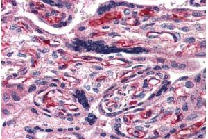 Anti-ADCYAP1R1 antibody  ABIN1048297 IHC staining of human placenta.