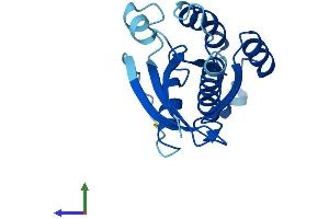 AlphaFold protein structure predicition of Mouse Recombinant Ift27 Protein, UniprotID Q9D0P8