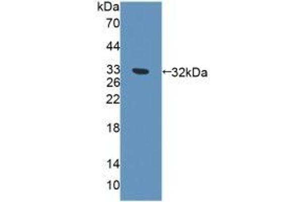 Exonuclease 1 anticorps  (AA 1-250)